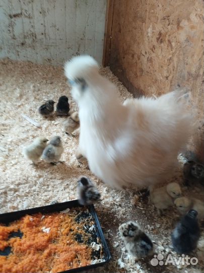 Цыплята подрощенные, молодые петухи