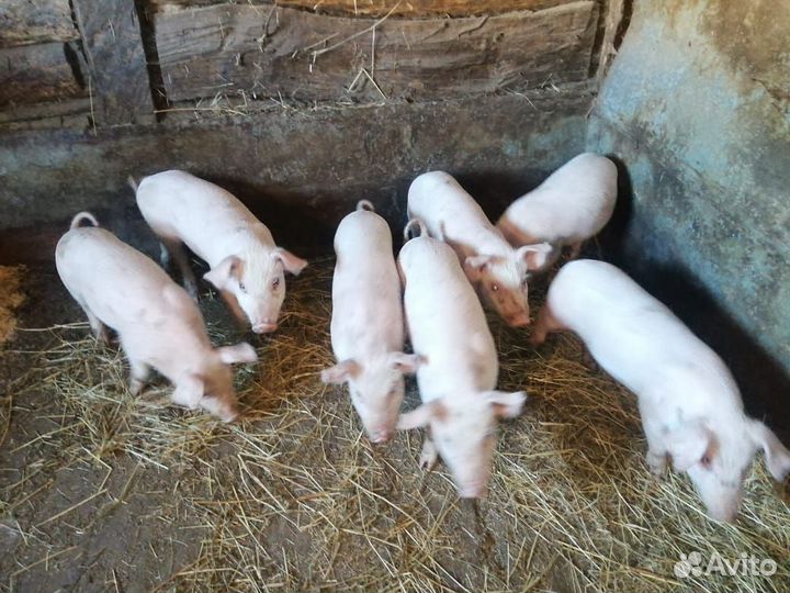 Поросята