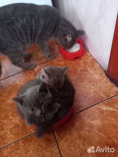 Британская кошка бесплатно