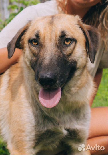 Собака в добрые руки