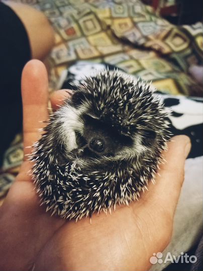 Африканский ежик