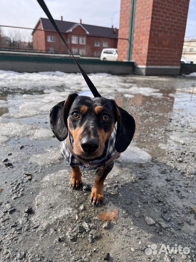 Такса вязка