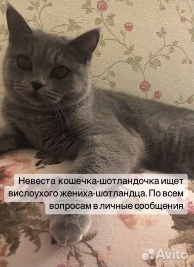Шотландская