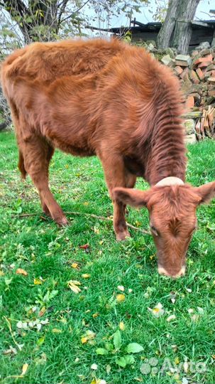 Продается телочка с телятами
