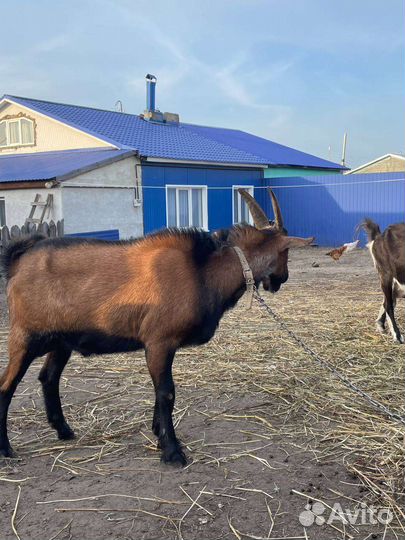 Чешский козел