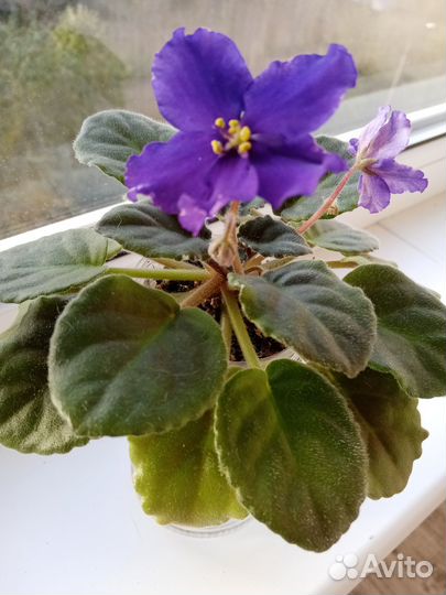 Фиалки продажа