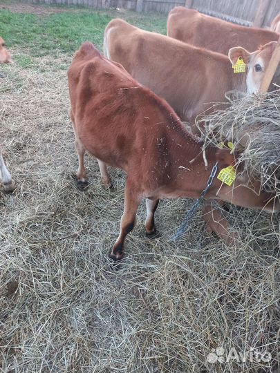 Телочка джерсейская