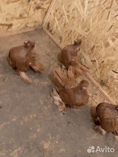 Статные голуби