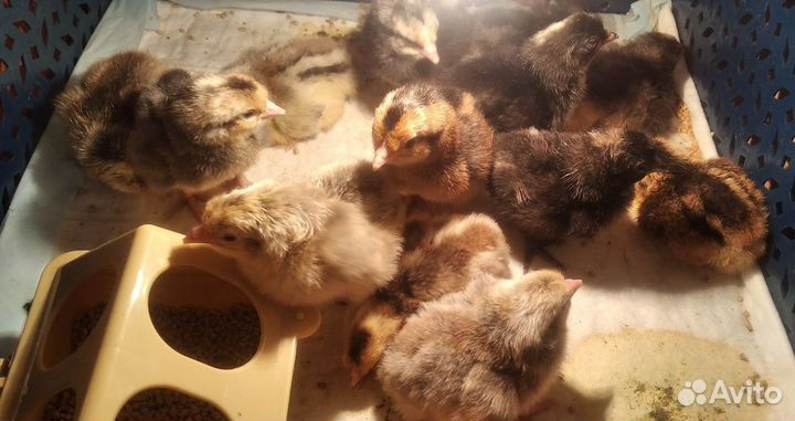 Цыплята, индюшата бшг, инкубационное яйцо