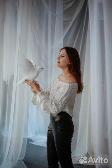 Голубь для фотосессий