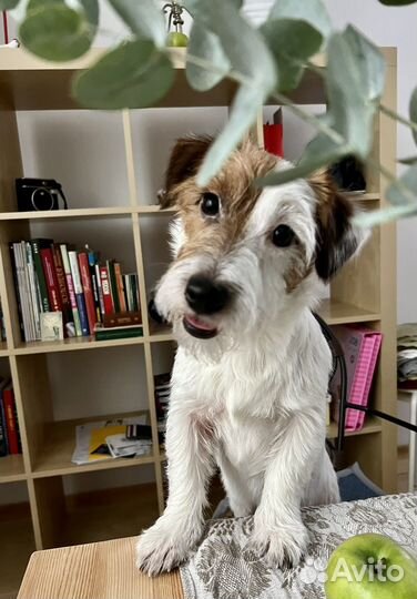 Джек рассел терьер для вязки