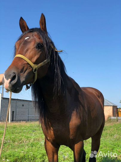 Англо-Арабский жеребец