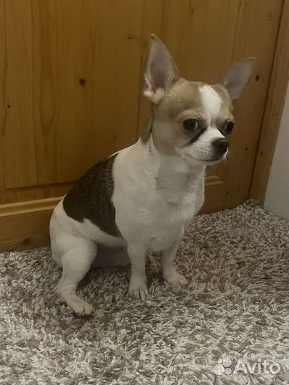 Вязка кобель Чихуахуа