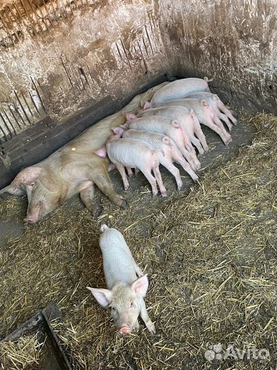 Поросята