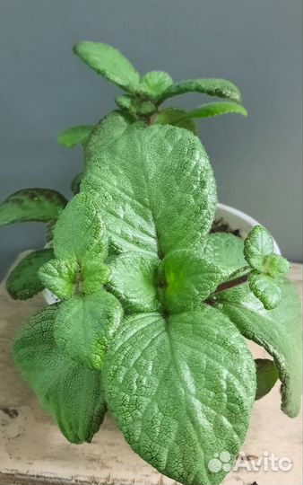 Замиокулькас, хлорофитум кудряв, эписция, коллизия