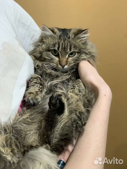 Стерилизованная кошечка