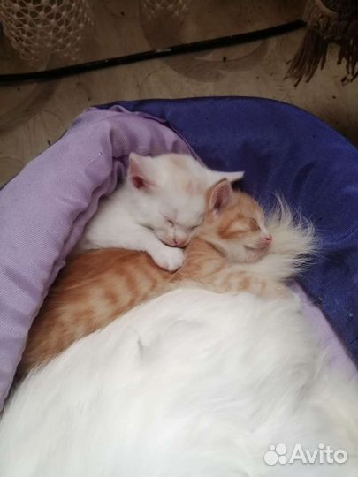 Котята в добрые руки бесплатно