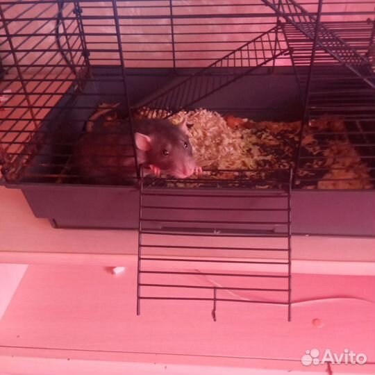 Крыса голубая