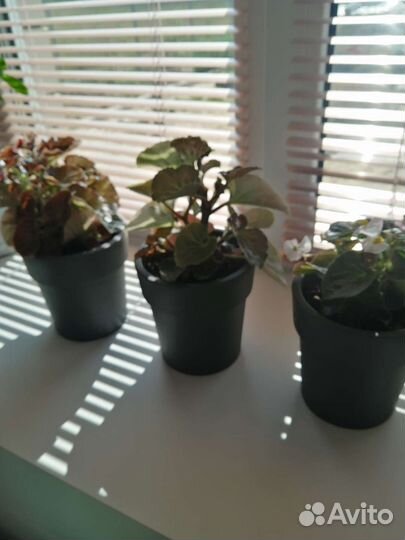 Бегонии вечноцветущие 3 вида