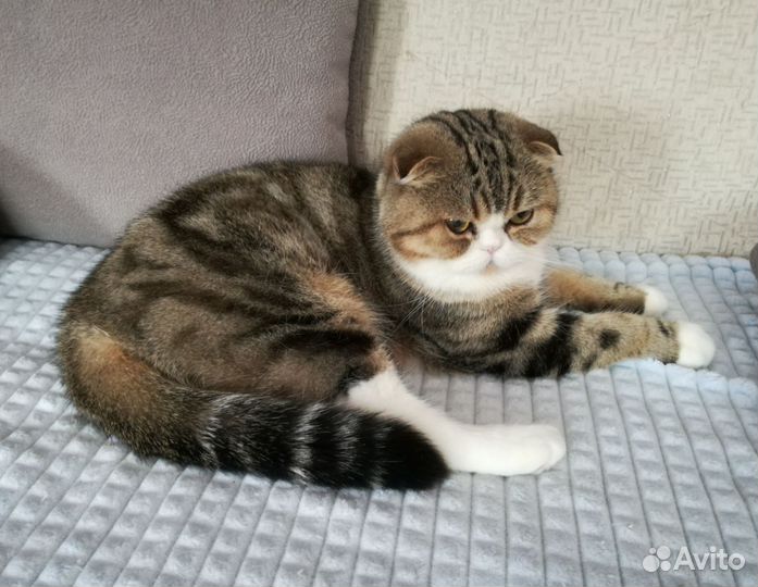 Кошечки редкого окраса