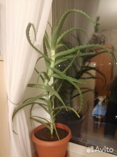 Алоэ столетник