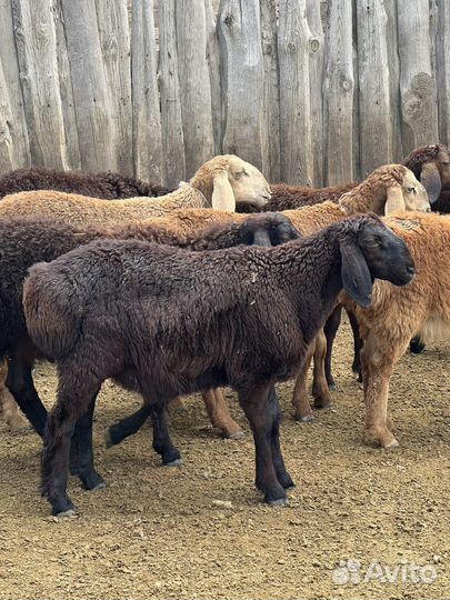 Овцы гиссарской породы