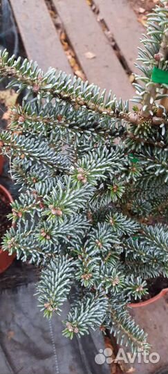 Пихта корейская Блю Стандарт