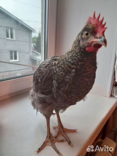 Петушок лакеданзи