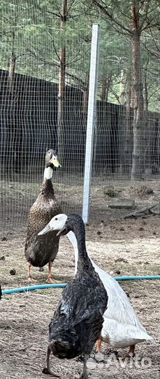 Индийский бегунок селезень утка