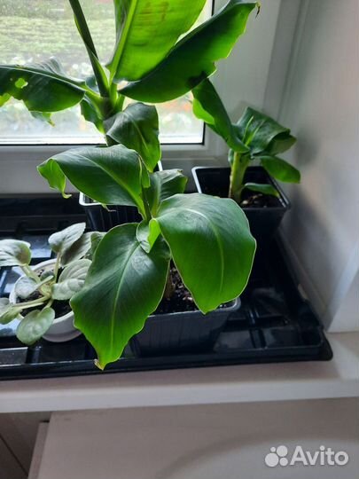 Банан Кавендиш