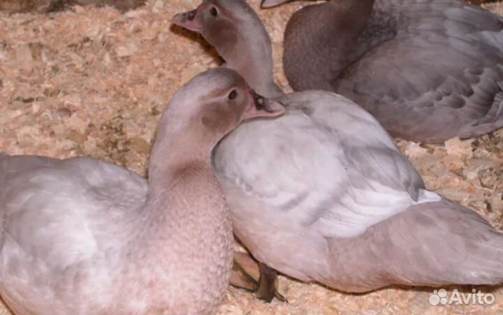 Мускусные утки тяжелые линии