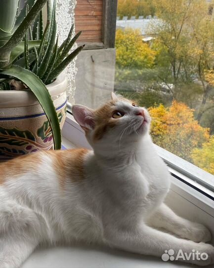 Котик в добрые руки