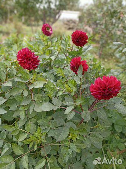 Георгины клубни