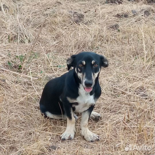 Собака в добрые руки щенок