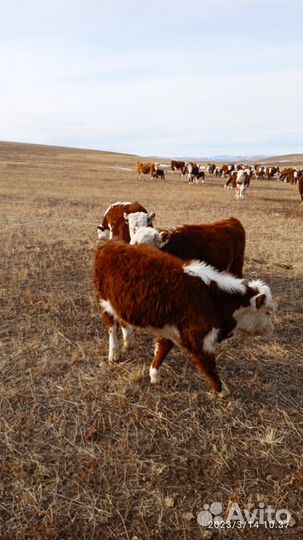 Бычки и телки