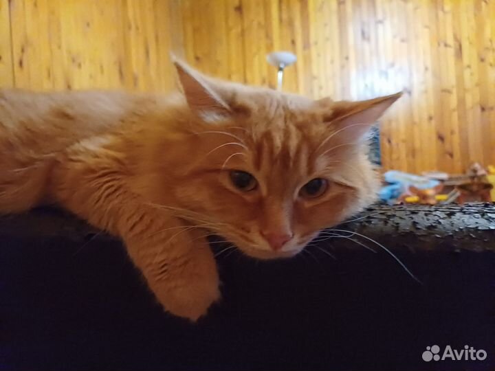 Отдам в добрые руки