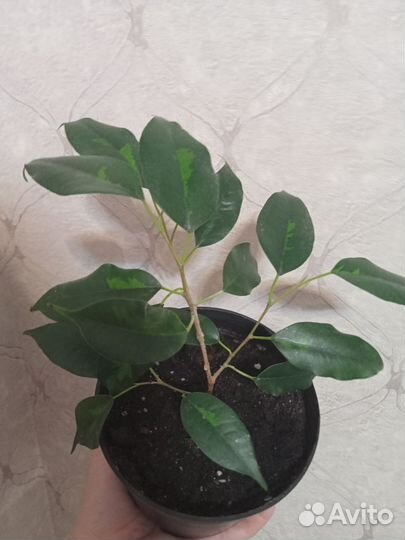 Фикусы сортовые