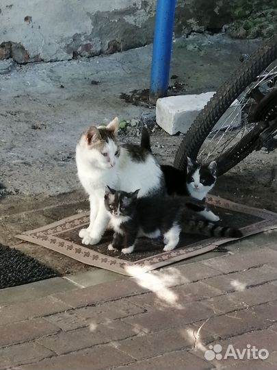 Котята в добрые руки