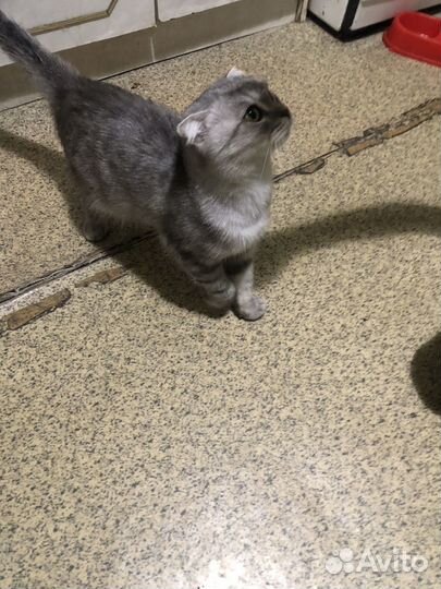 Британская кошка в дар