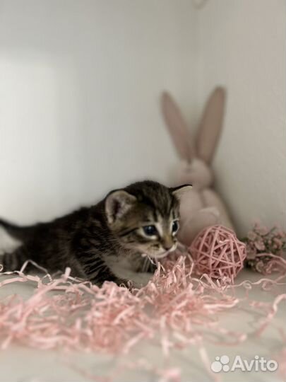 Котята малыши