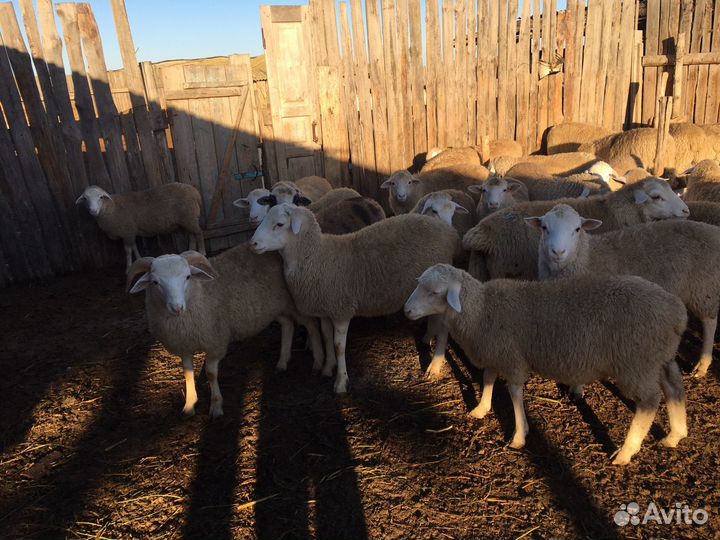 Бараны Дорперы 50