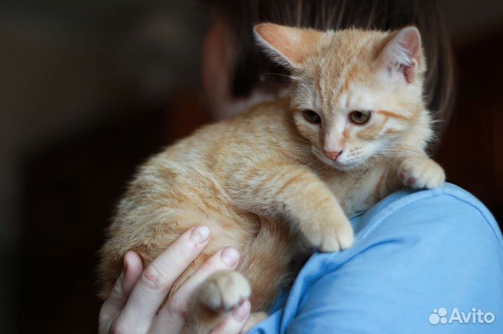 Рыжий котенок ищет дом