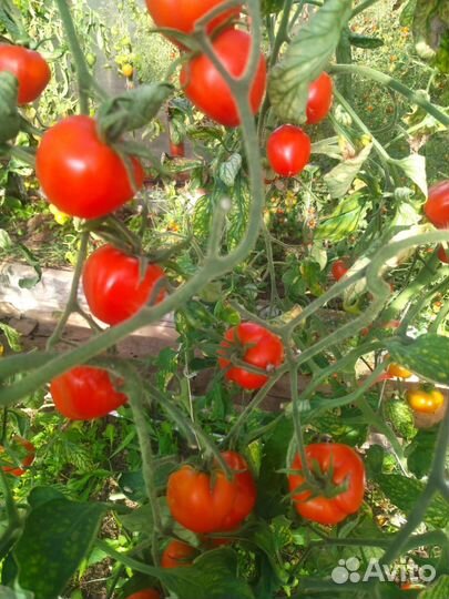 Фермерские продукты