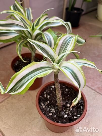 Драцена вариегатная