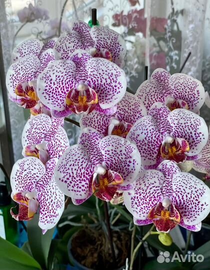Орхидеи домашнего цветения