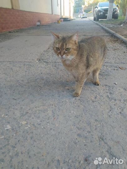 Кошка в добрые руки