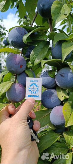 Слива анжелина