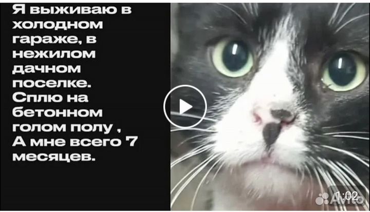 Котик ищет дом