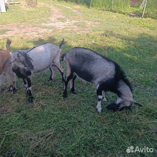 Козëл