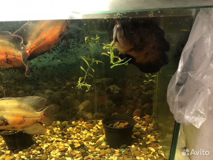 Астронотусы